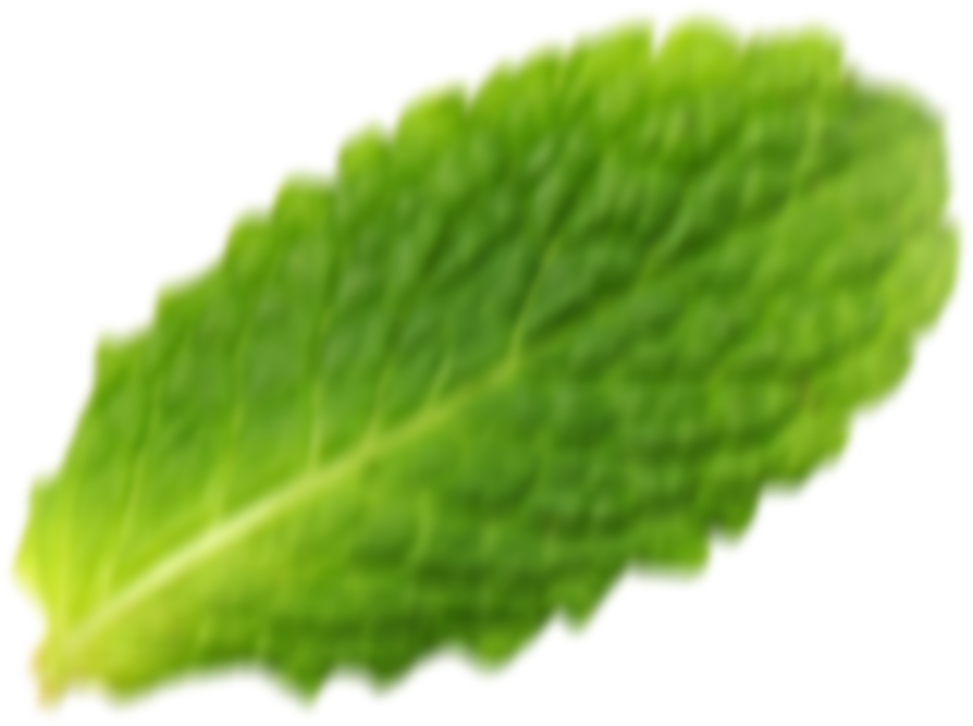 leaf